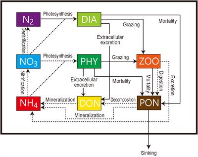 A nitrogen isoscape of phytoplankton in the western North Pacific created with a marine nitrogen isotope model